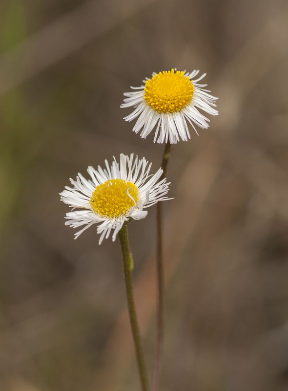 Oakleaf fleabane