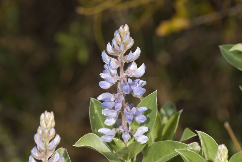 Skyblue lupine