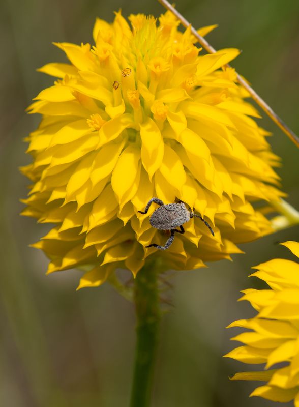 Yellow Milkwork and Beetle