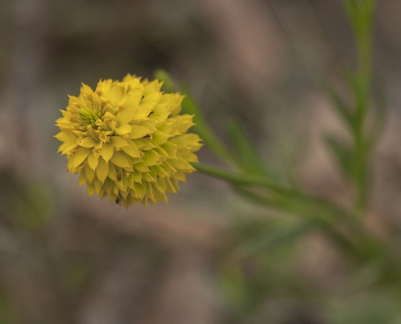 Florida Wild Flowers