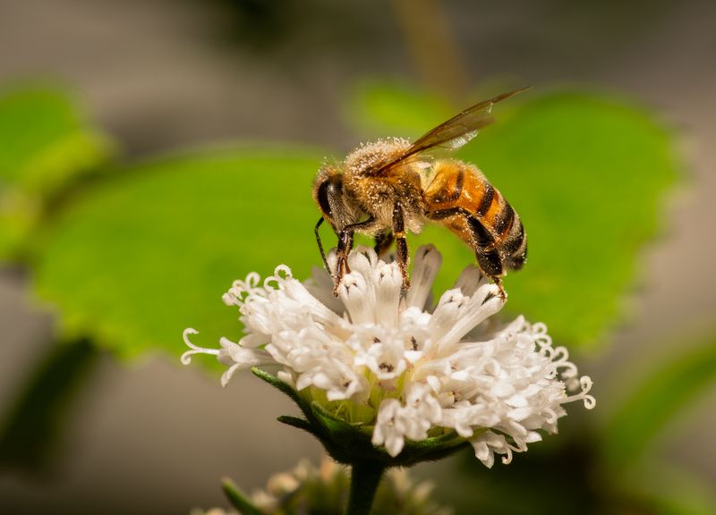 Bee on Snowy Squarestem.jpg