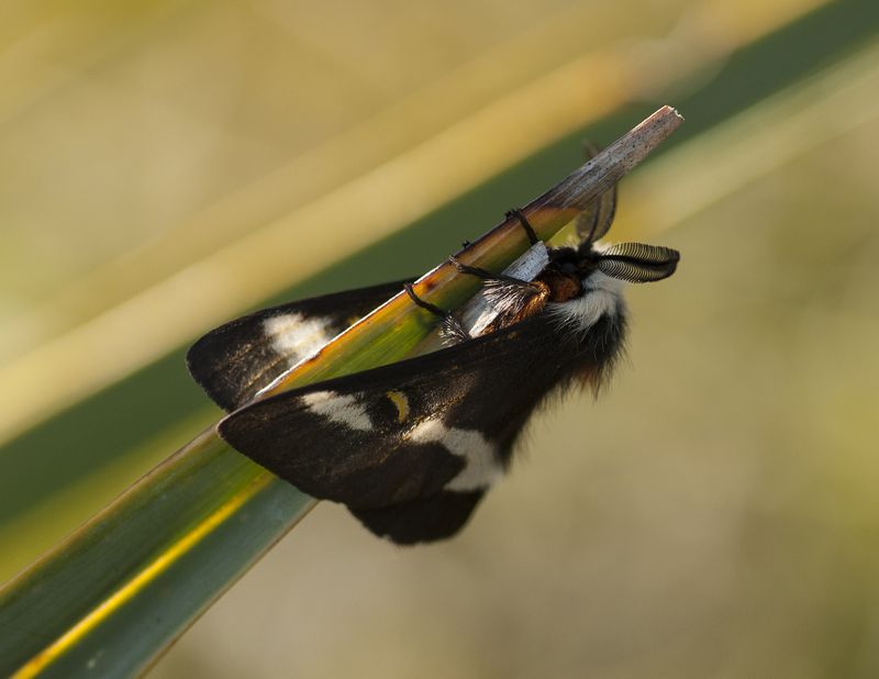 Buck moth on palmetto.jpg