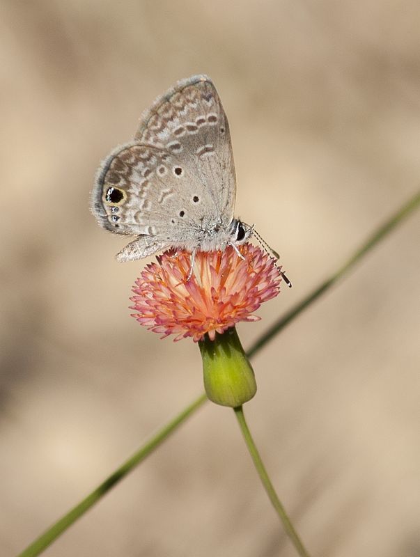 Ceraunus Blue and Tassle flower.jpg