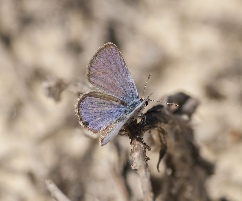 Ceraunus Blue.jpg