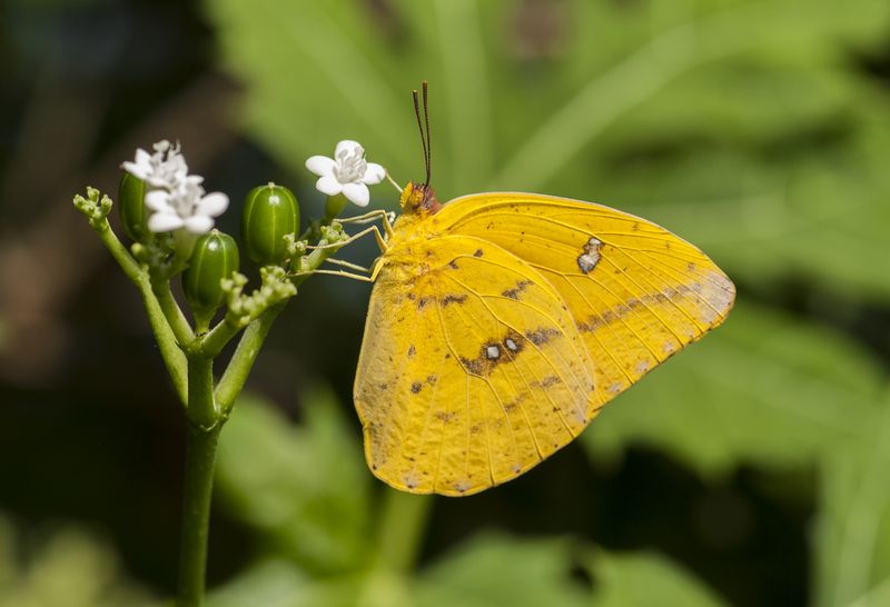 Cloudless Sulphur.jpg