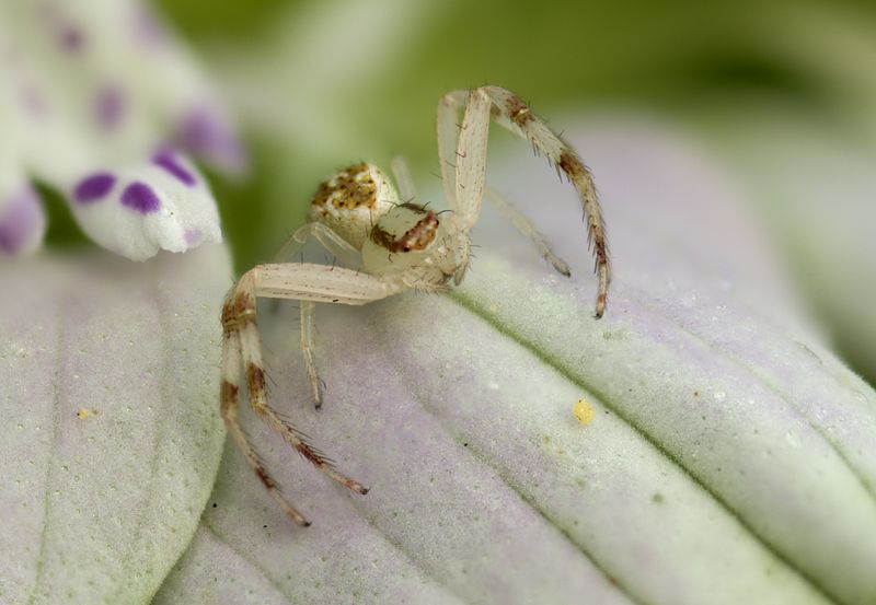 Crab spider on Bee Balm.jpg
