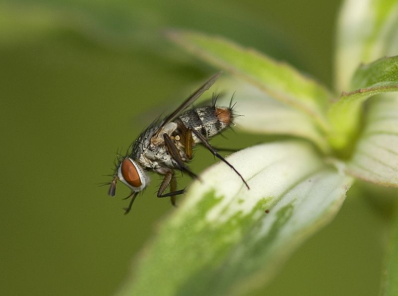 Fly on Bee Balm.jpg