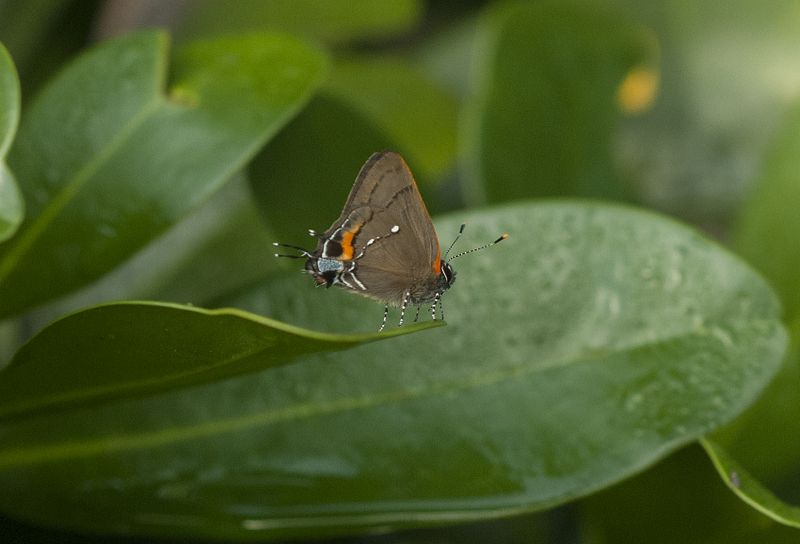 Fulvous Hairstreak.jpg