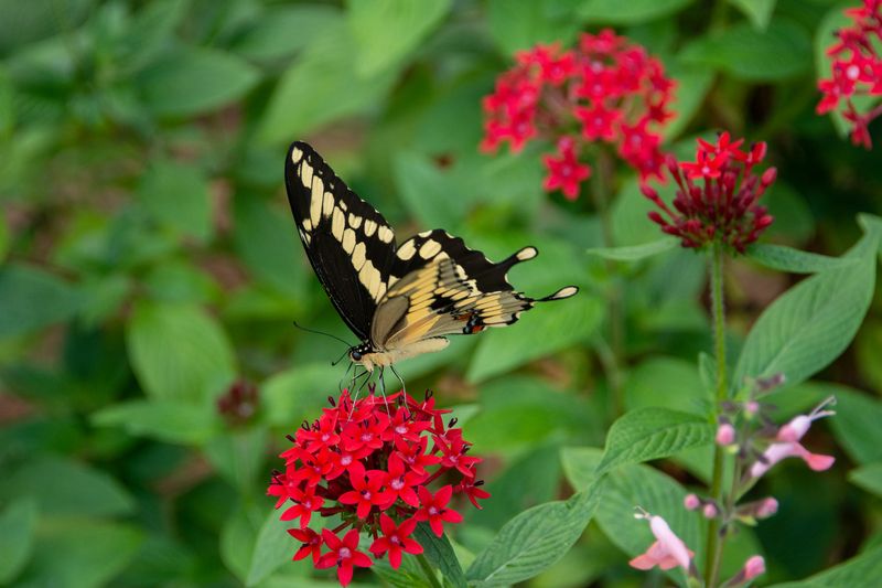 Giant Swallowtail.jpg