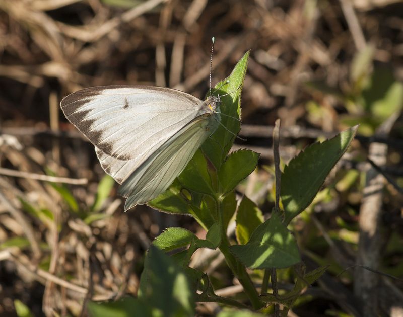 Great southern white.jpg