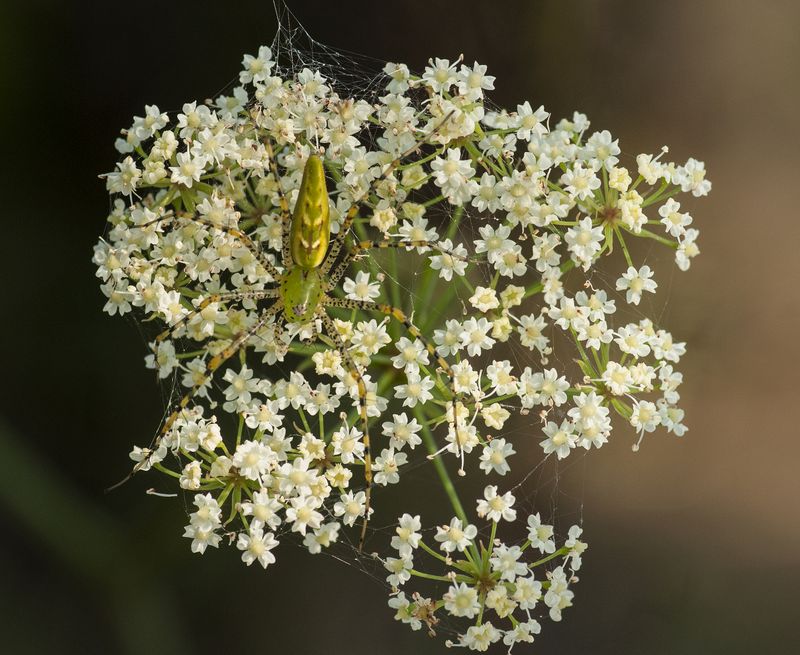 Green Lynx on Water Dropwort.jpg