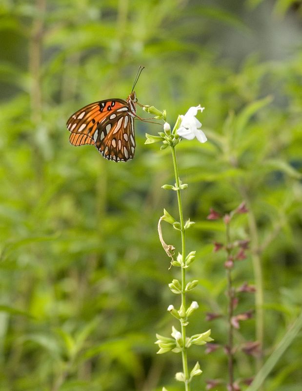 Gulf Fritillary on Salvia sage.jpg