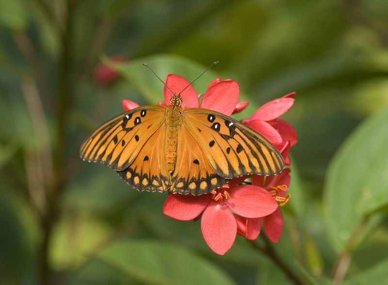 Gulf Fritillary.jpg