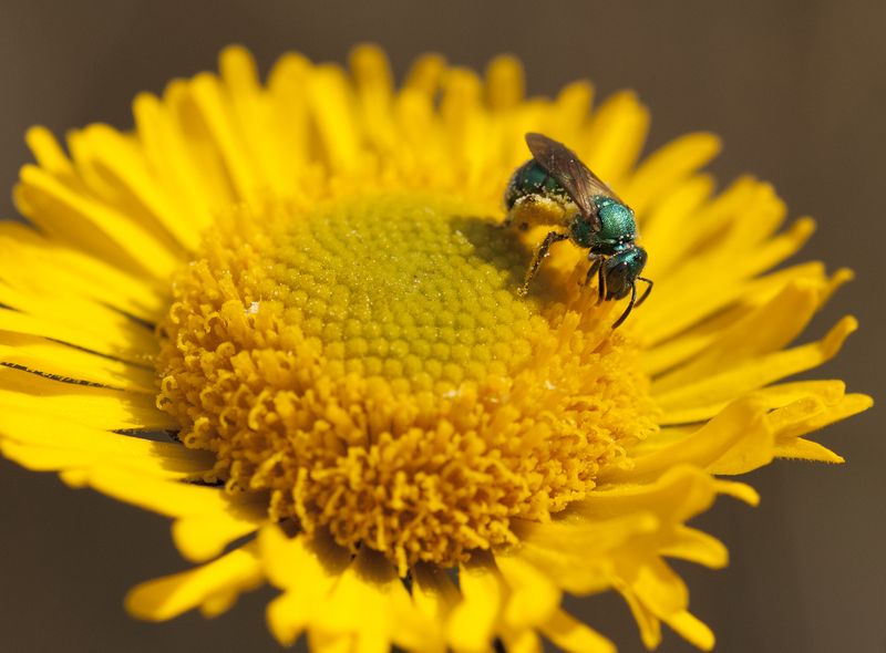 Halid in Sneezeweed pollen.jpg