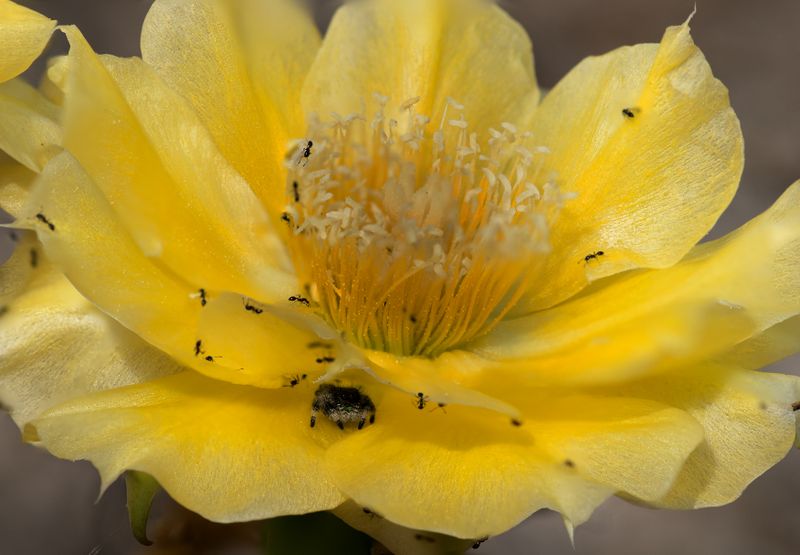 Jumper on prickly.jpg