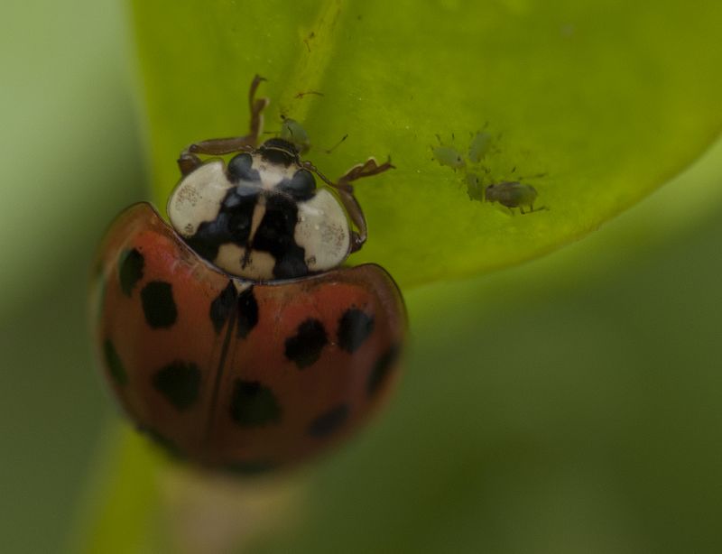 LB eating aphids.jpg