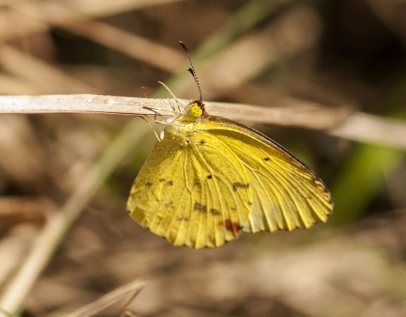 Little Sulphur (Eurema).jpg