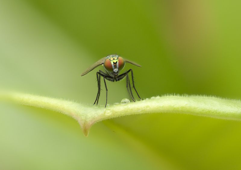 Long legged fly on leaf.jpg