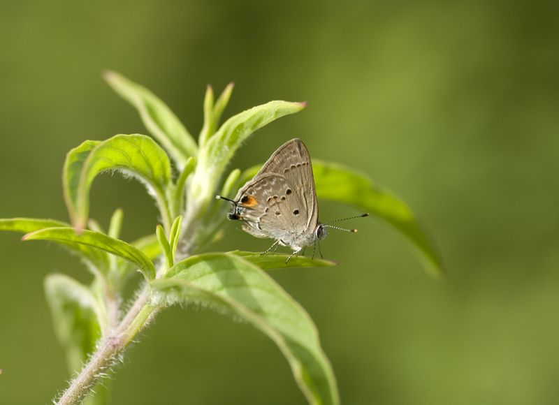 Mallow Scrub hairstreak.jpg