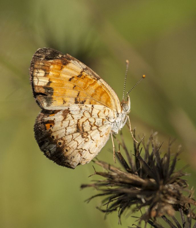 Pearl crescent (Tharos).jpg