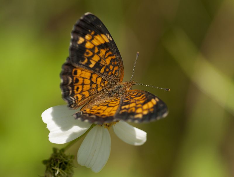 Pearl crescent on biden.jpg