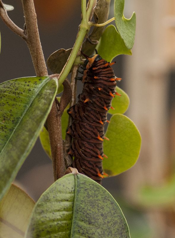 Polydamus Larva.jpg