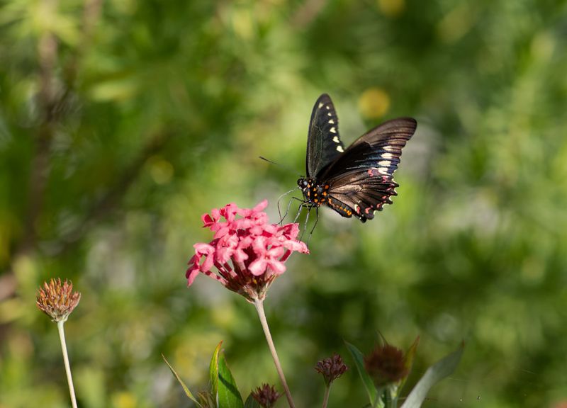 Polydamus on Panama Rose.jpg