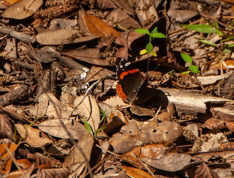 Red Admiral.jpg