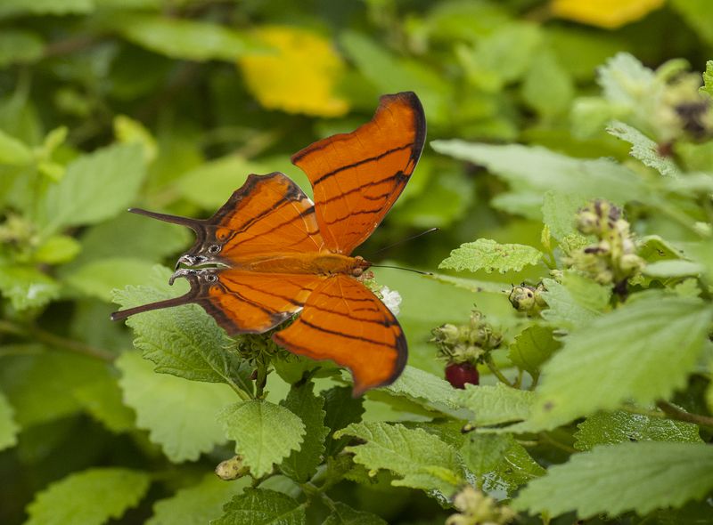 Ruddy Daggerwing.jpg