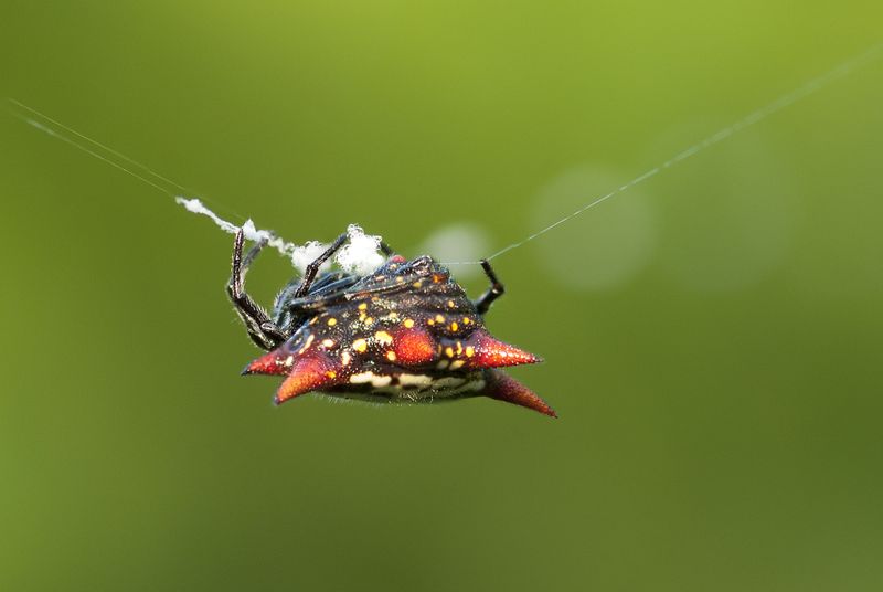 Spiny orbweaver.jpg