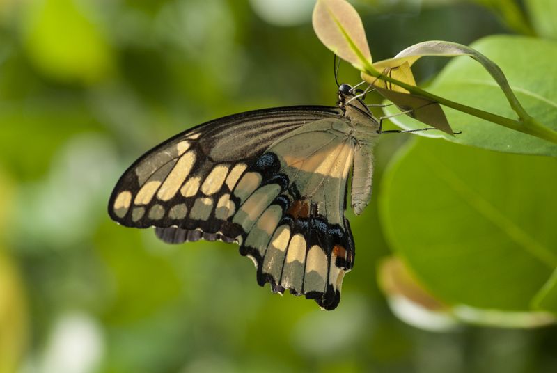Swallowtail.jpg