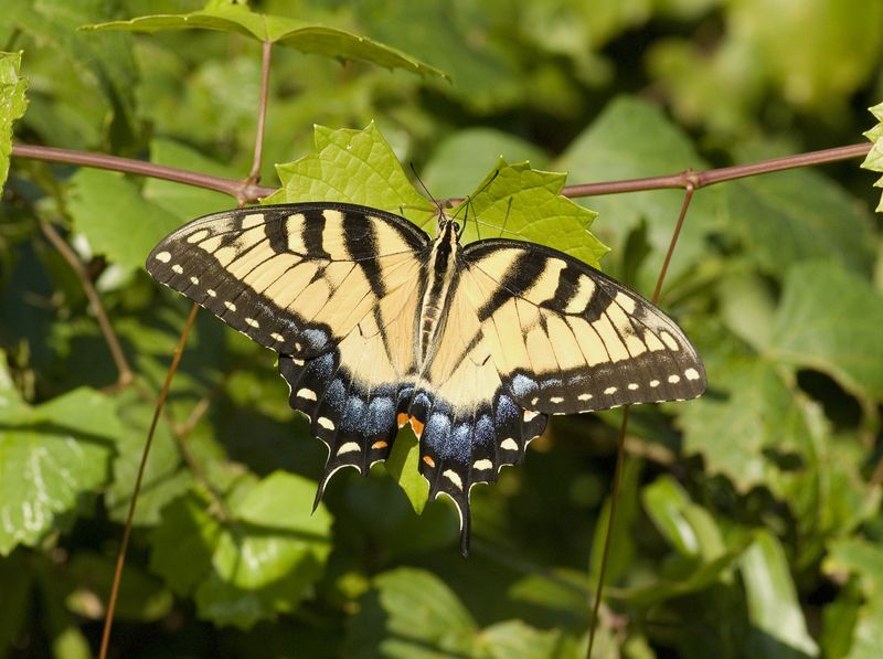 Tiger Swallowtail.jpg