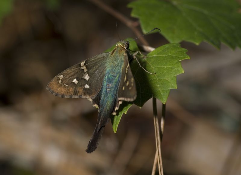 Urbanus proteus (Tropical Skipper).jpg
