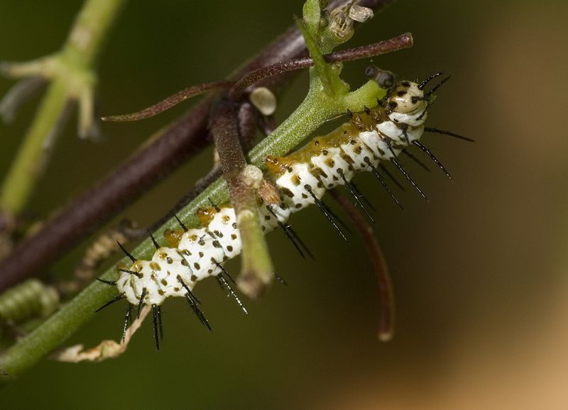 Zebra Longwing larva.jpg
