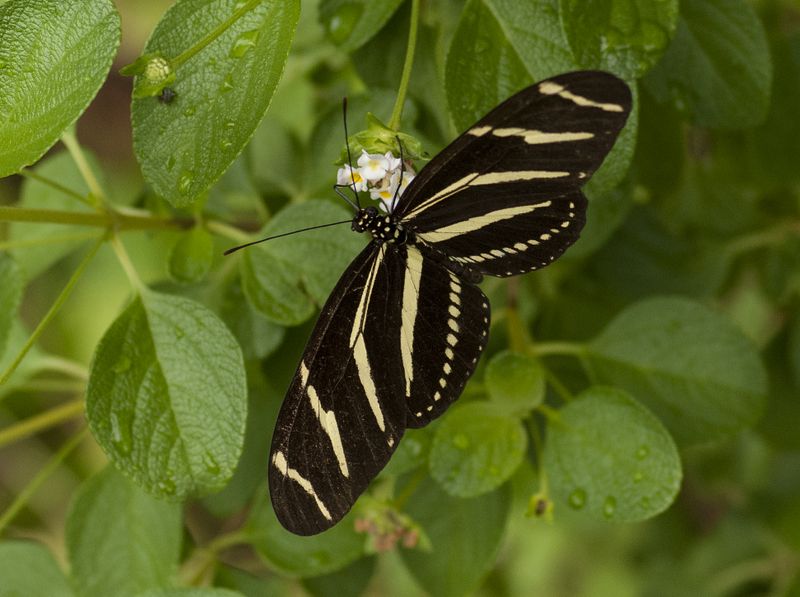 Zebra longwing on Sage.jpg
