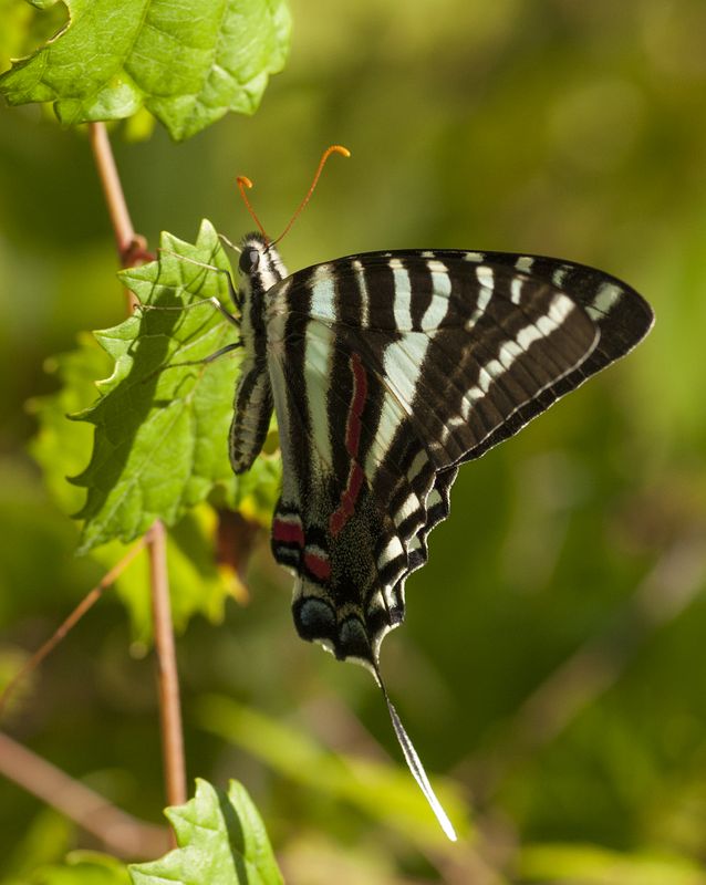 Zebra swallowtail.jpg
