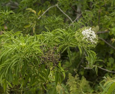 Elderberry
