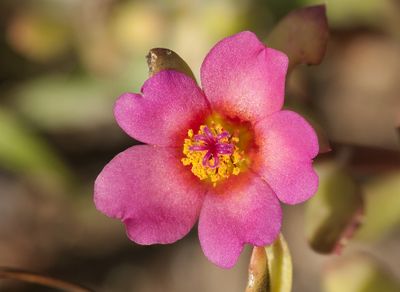 Kiss me quick (Purslane)