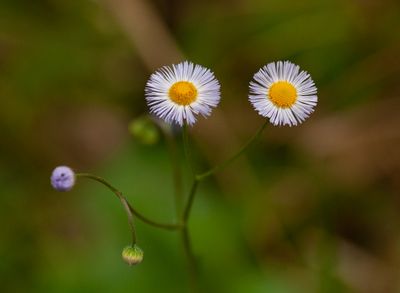 Florida Wild Flowers
