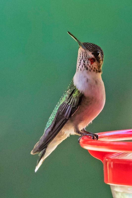 Ruby-throated Hummingbird fledgling.jpg