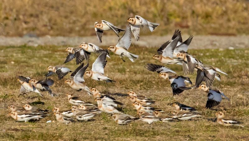 Snow Buntings about to land