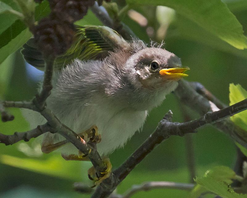 Yel warbler fledgling leans forward, wing up.jpg