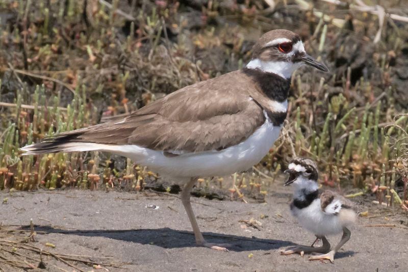 Kildeer yells in front of mom.jpg