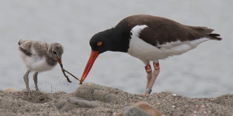 Oystercatcher feeds worm to chick.jpg