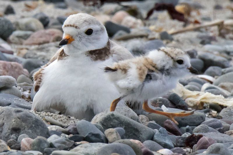 Pip Plov chick runs in front of mom.jpg