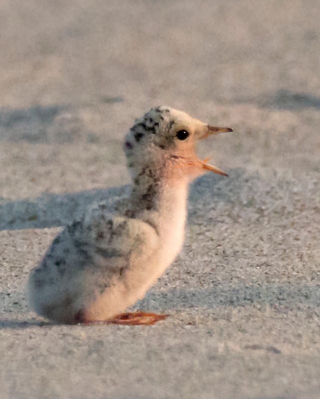 Least Tern chick yelling.jpg