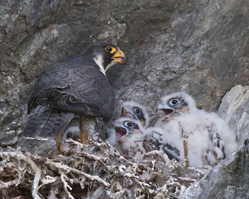 Peregrine looks up, 4 babies beg.jpg