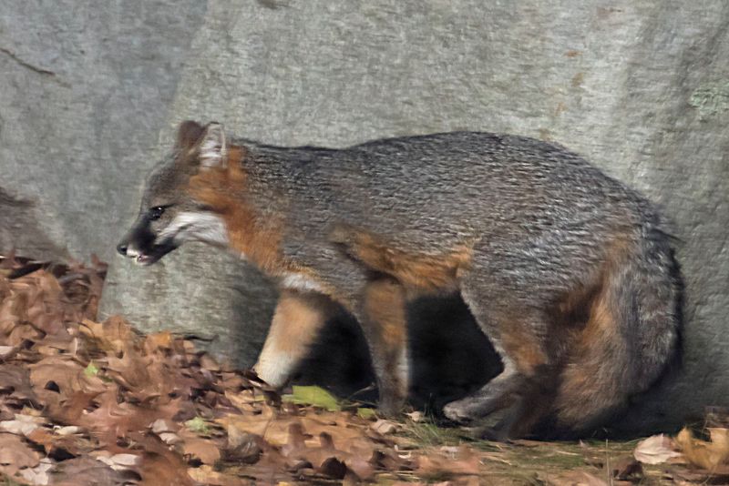 Grey Fox walks in front of rock.jpg