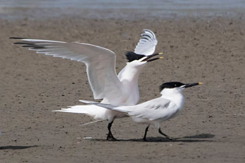 Sandwich Terns after mating.jpg