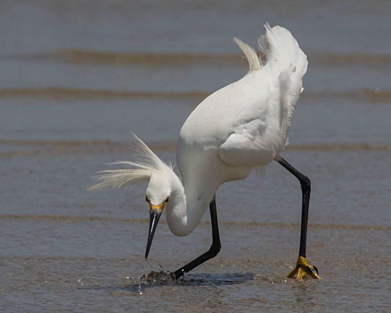 Snowy Egret leans forward fishing.jpg